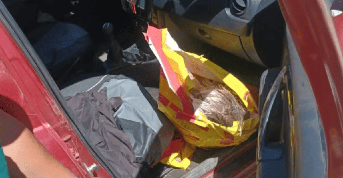 Interceptan cazadores ilegales en Iglesia con un suri y una liebre cazados