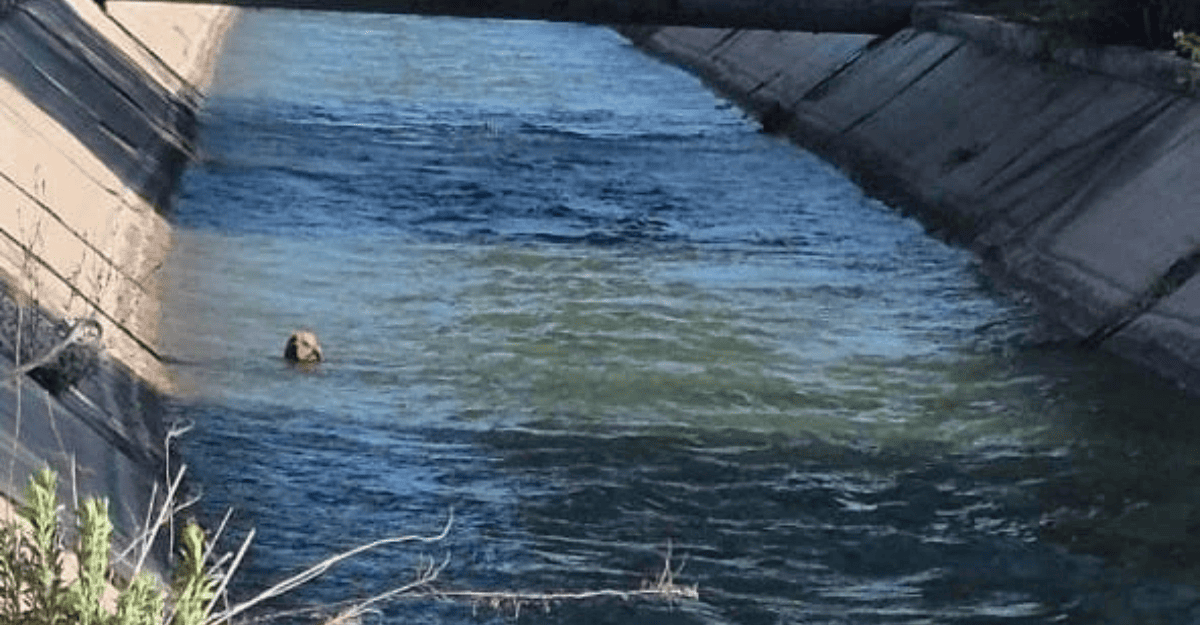 Llamado anónimo permitió rescatar a un perro que agonizaba atado dentro de un canal en Dos Acequias Llamado anónimo permitió rescatar a un perro que agonizaba atado dentro de un canal en Dos Acequias