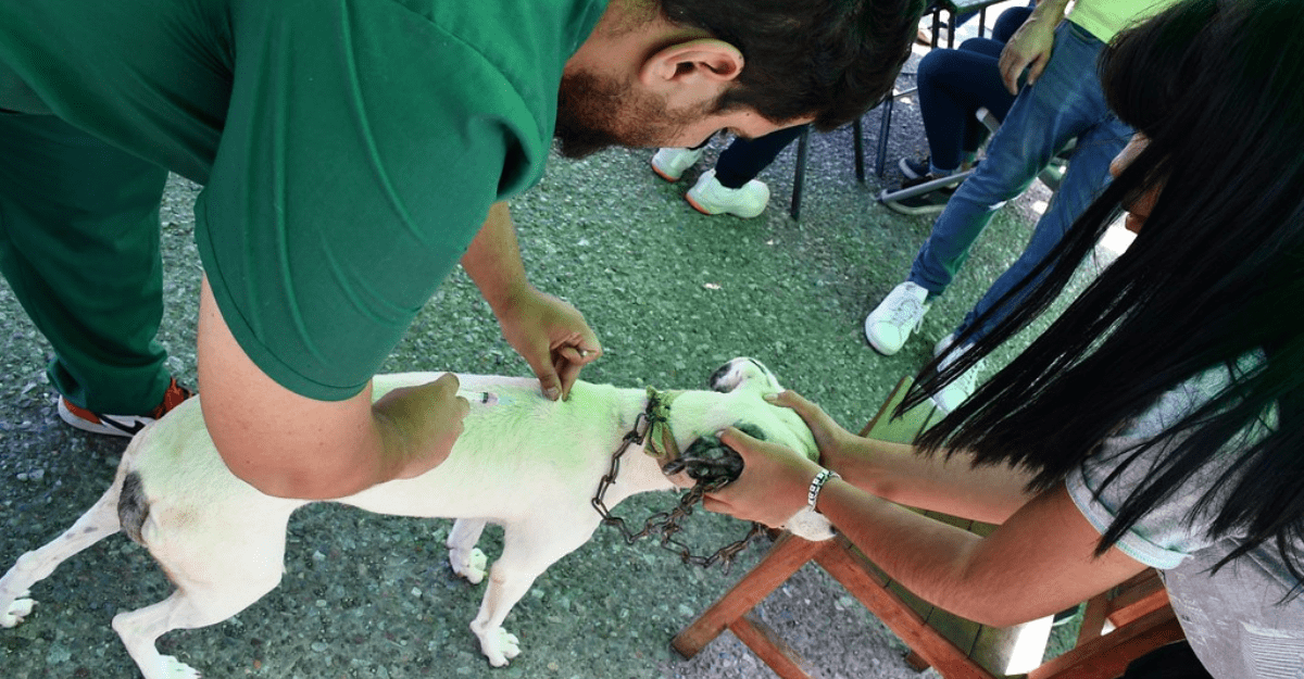 Municipalidad de la Capital:vacunación antirrábica gratuita para perros y gatos Municipalidad de la Capital:vacunación antirrábica gratuita para perros y gatos
