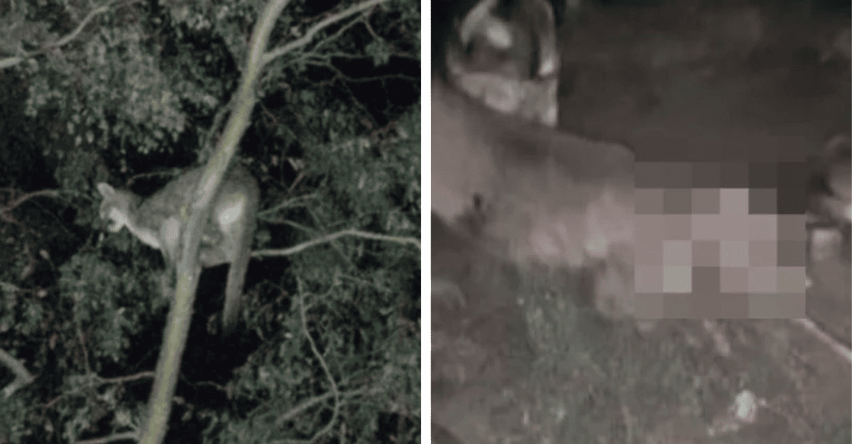 Jáchal: un video muestra a un puma atado y atacado brutalmente Jáchal: un video muestra a un puma atado y atacado brutalmente