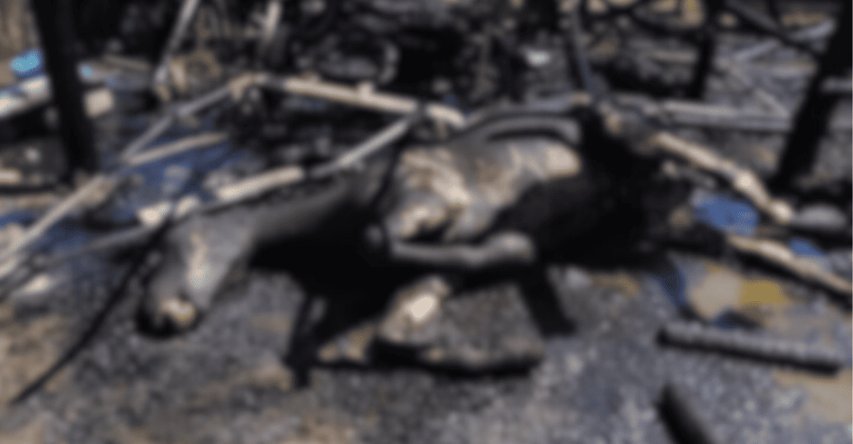 Un asado familiar terminó en tragedia en Pocito: un caballo murió atrapado por el fuego