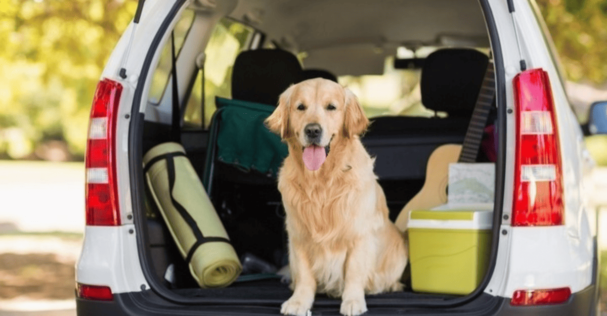 Estos son los requisitos para viajar a Chile con perros o gatos Estos son los requisitos para viajar a Chile con perros o gatos