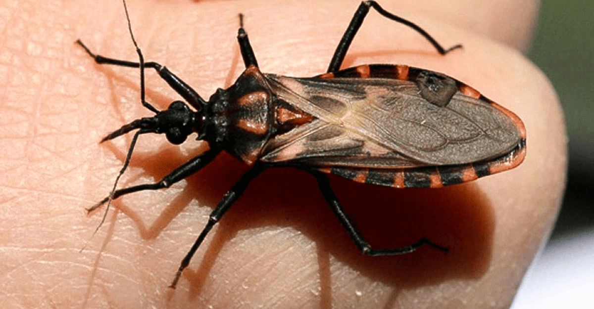 Salud reforzó las recomendaciones para prevenir la enfermedad de Chagas Salud reforzó las recomendaciones para prevenir la enfermedad de Chagas