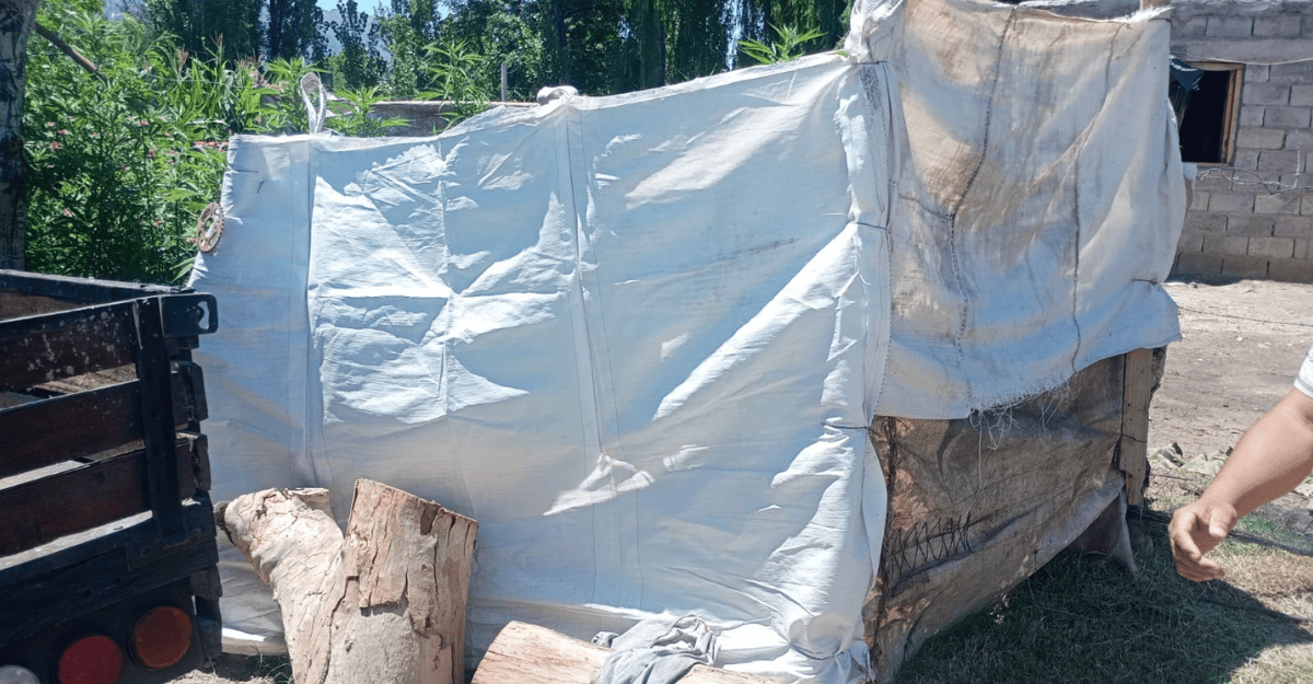 Secuestran 22 plantas de cannabis durante un allanamiento en Los Berros