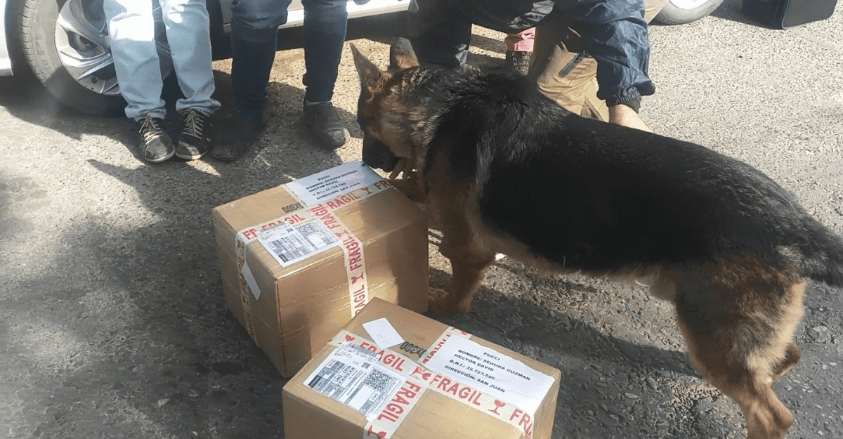 Kuma, el perro heroína de San Juan, se retira tras 9 años y más de 400 kilos de droga detectado Kuma, el perro heroína de San Juan, se retira tras 9 años y más de 400 kilos de droga detectado