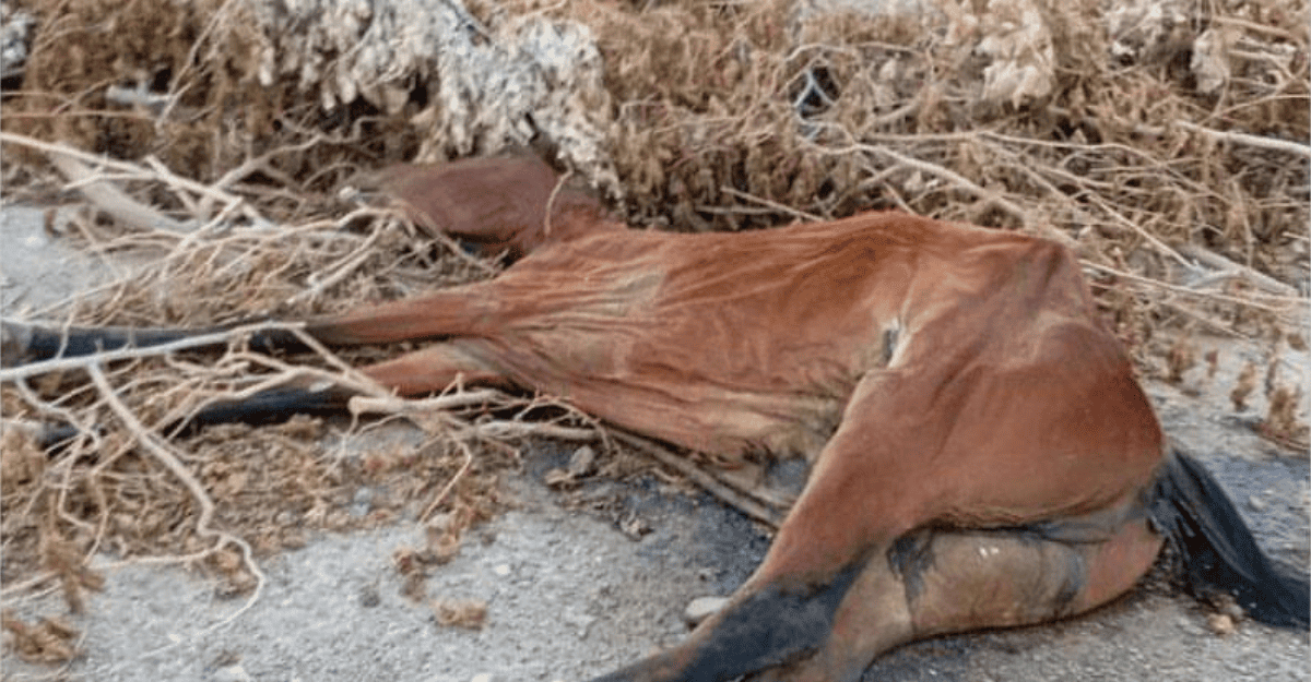 Alarma por una seguidilla de casos de maltrato extremo y faena ilegal de caballos en San Juan