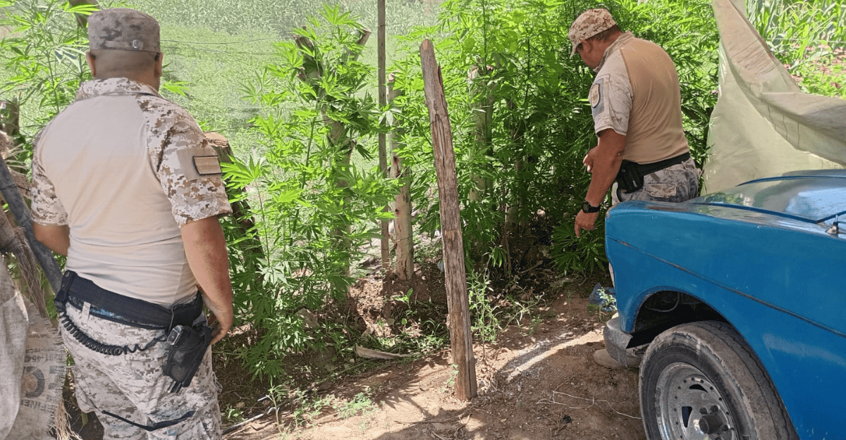 Secuestran 22 plantas de cannabis durante un allanamiento en Los Berros