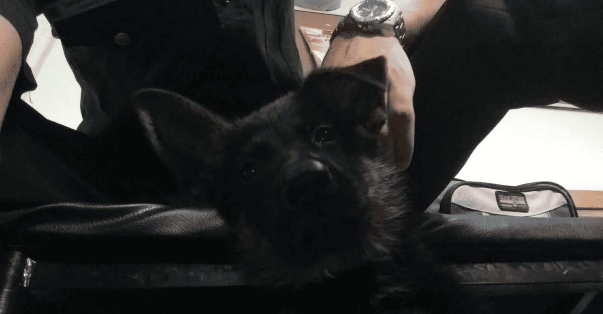 Kuma, el perro heroína de San Juan, se retira tras 9 años y más de 400 kilos de droga detectado Kuma, el perro heroína de San Juan, se retira tras 9 años y más de 400 kilos de droga detectado