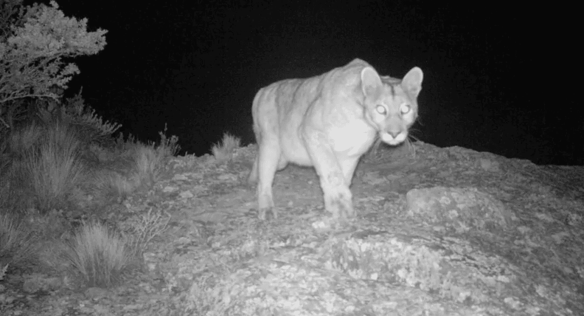 Preocupación en Zonda: investigan la posible presencia de un puma