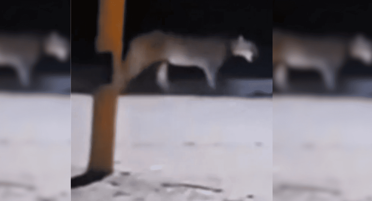 Un puma fue captado en video deambulando cerca del Parque Faunístico en Rivadavia Un puma fue captado en video deambulando cerca del Parque Faunístico en Rivadavia