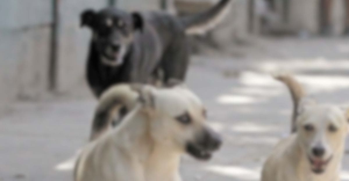 Ataque de perros en Tucumán: un joven sufrió múltiples mordeduras.