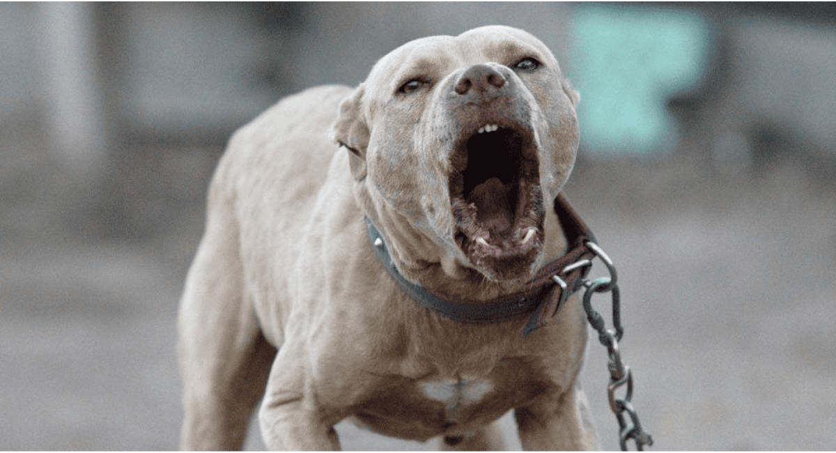 Una nena de 3 años fue atacada por un pitbull en Pocito