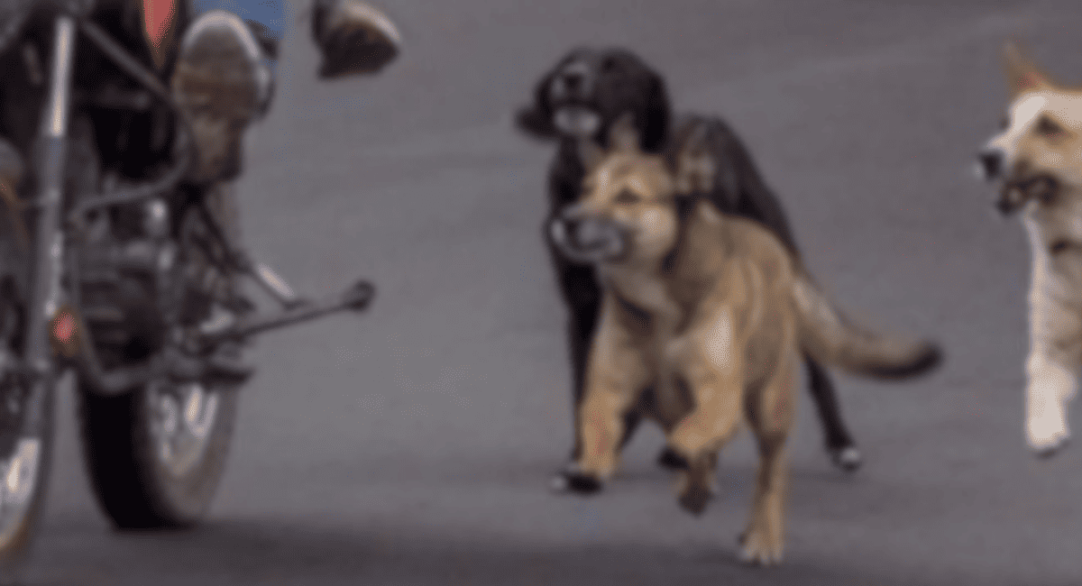 Otro ataque de perros en Albardón: un menor de 6 años fue mordido Otro ataque de perros en Albardón: un menor de 6 años fue mordido