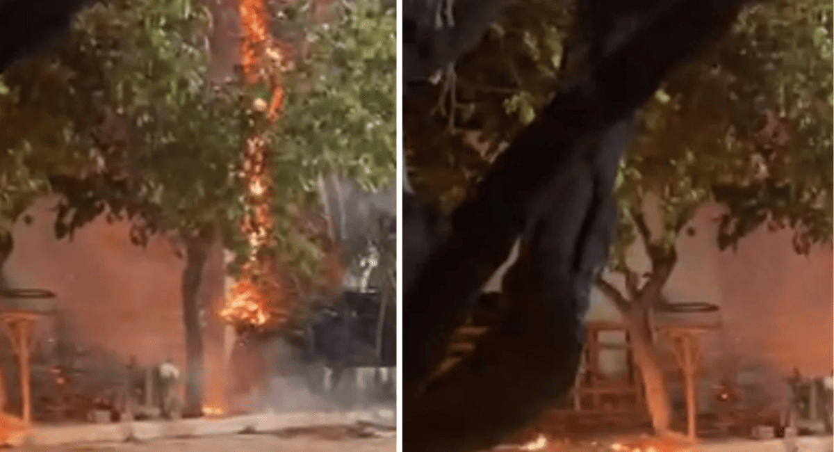 Incendio en una palmera generó alarma en el barrio Entre Ríos, en San Martín