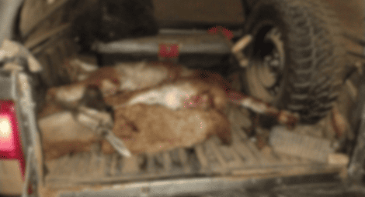 Ullum: tres detenidos por caza furtiva; llevaban guanacos faenados y un arma ilegal.