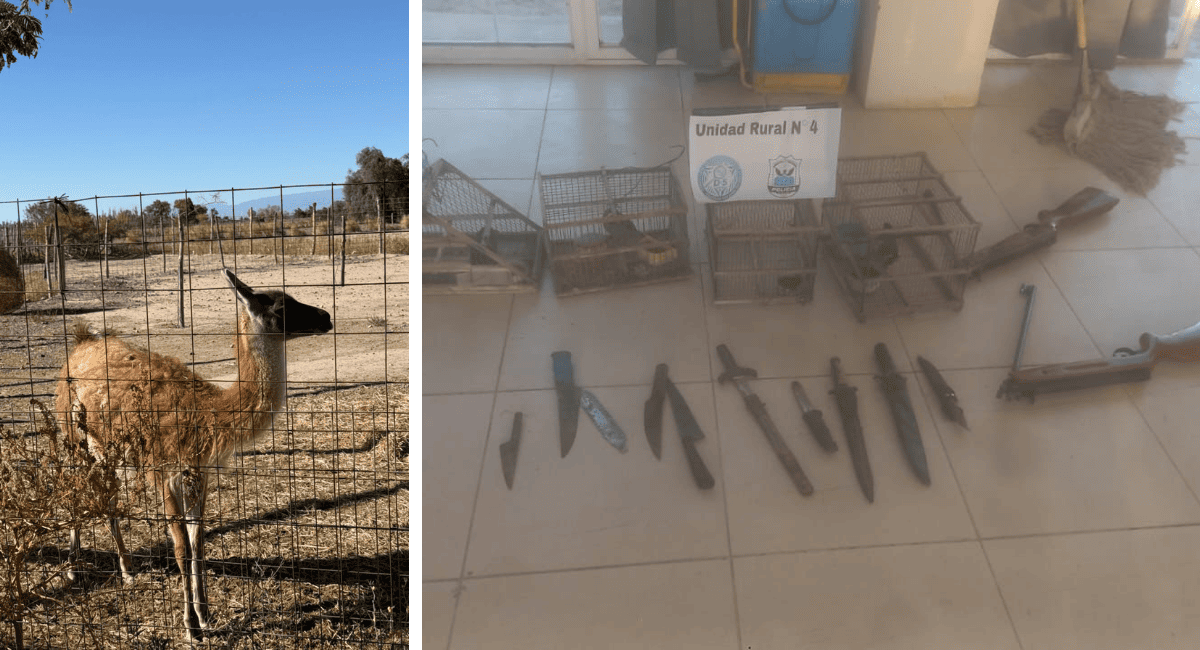 Secuestran armas, drogas y animales silvestres en dos allanamientos en Pocito. Secuestran armas, drogas y animales silvestres en dos allanamientos en Pocito.