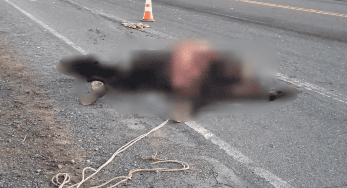Un caballo se cruzó en Ruta 40 y una combi con trabajadores chocó violentamente en Sarmiento