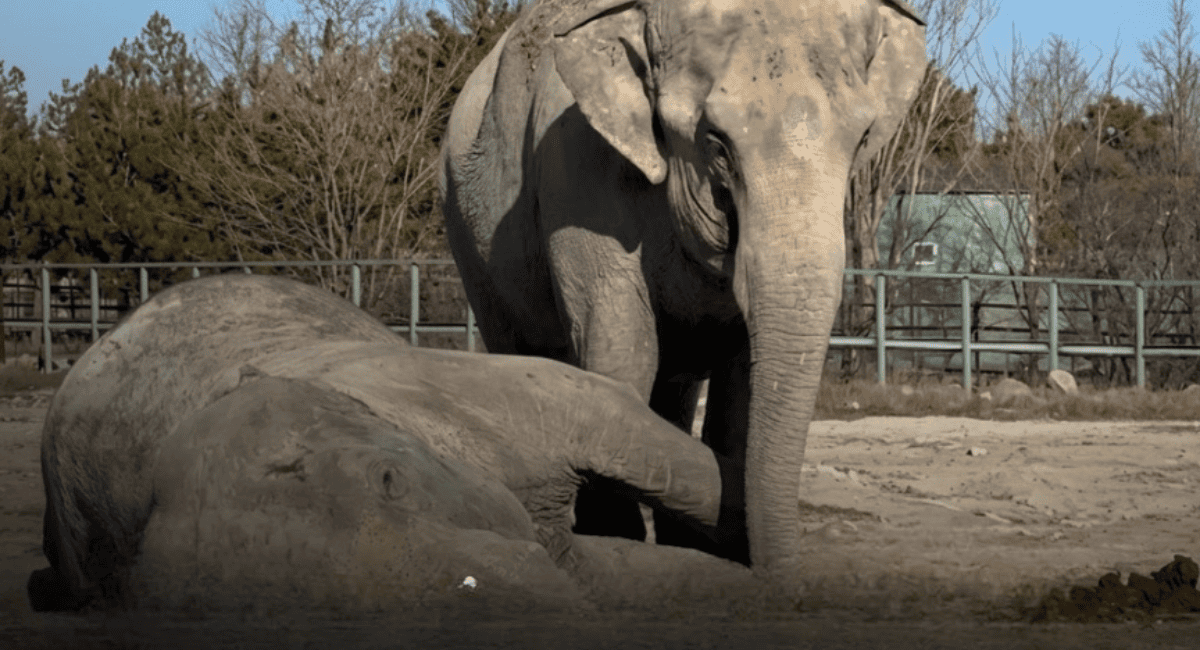 La historia de Magda y Jenny: el duelo invisible que conmueve al mundo animal