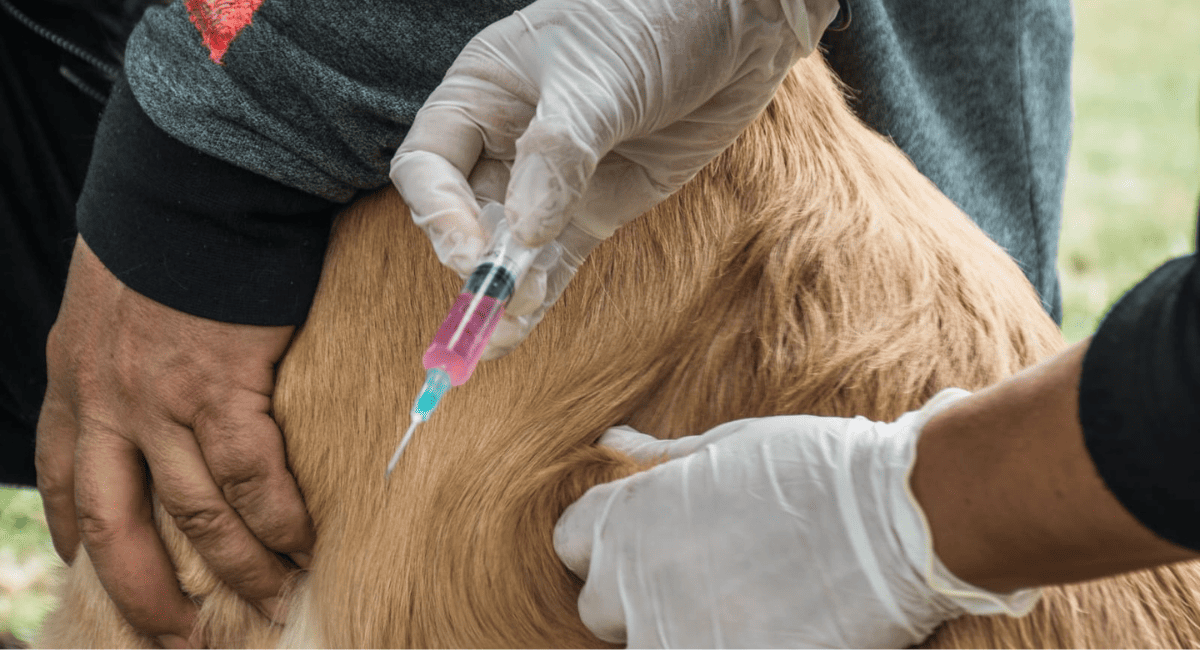 Rawson realizará una nueva Jornada de Esterilización Masiva en el Complejo La Superiora Rawson realizará una nueva Jornada de Esterilización Masiva en el Complejo La Superiora