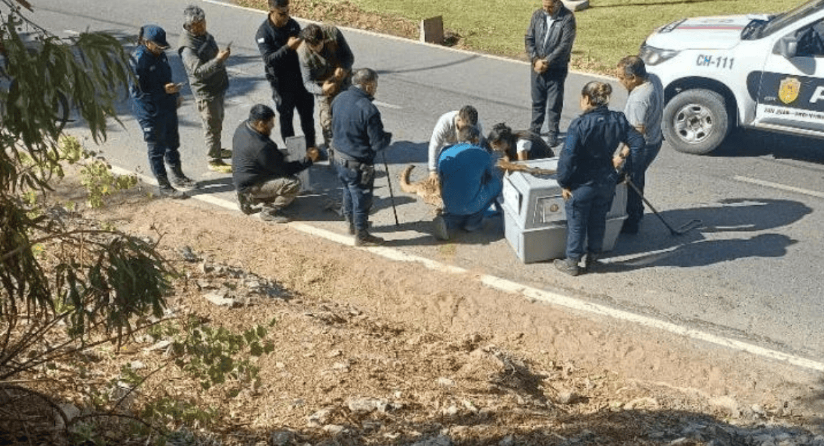 La Dirección de Conservación rescató a un puma hallado cerca de Ruta 12