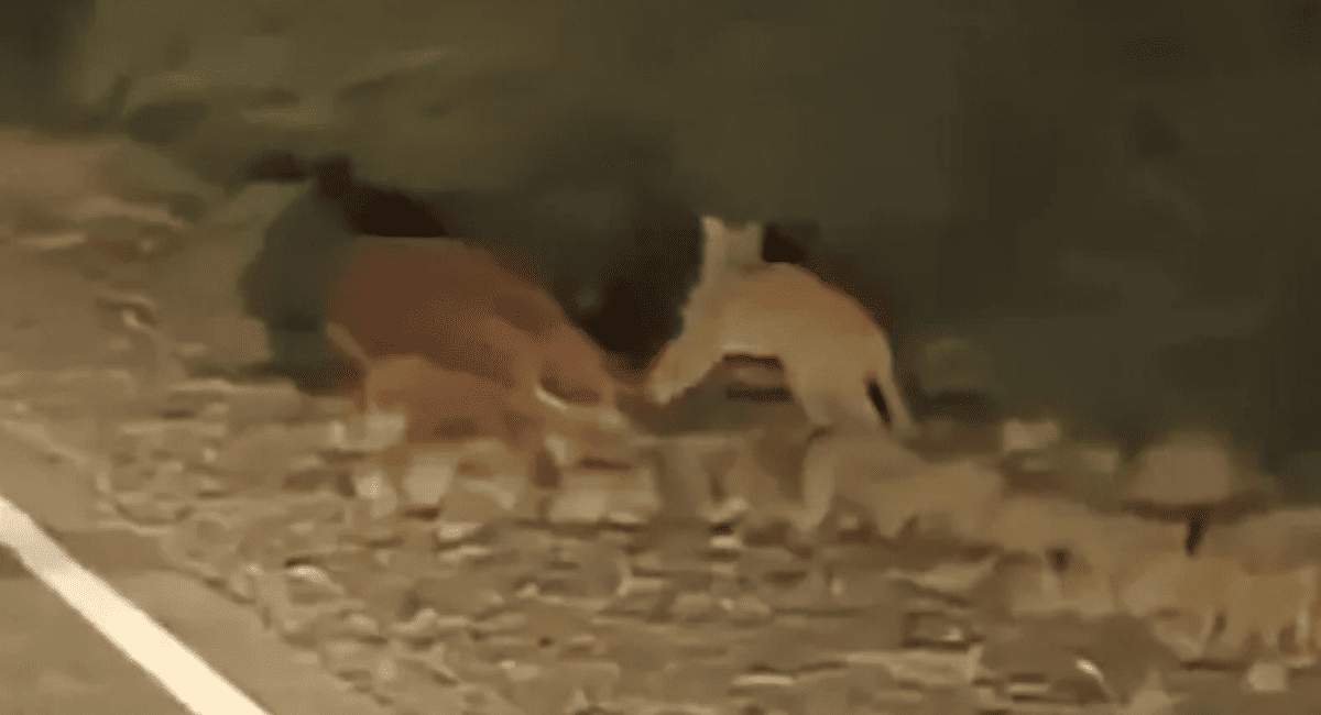 Puma fue filmado comiendo un caballo muerto en Ruta 510 y generó alerta en Valle Fértil.