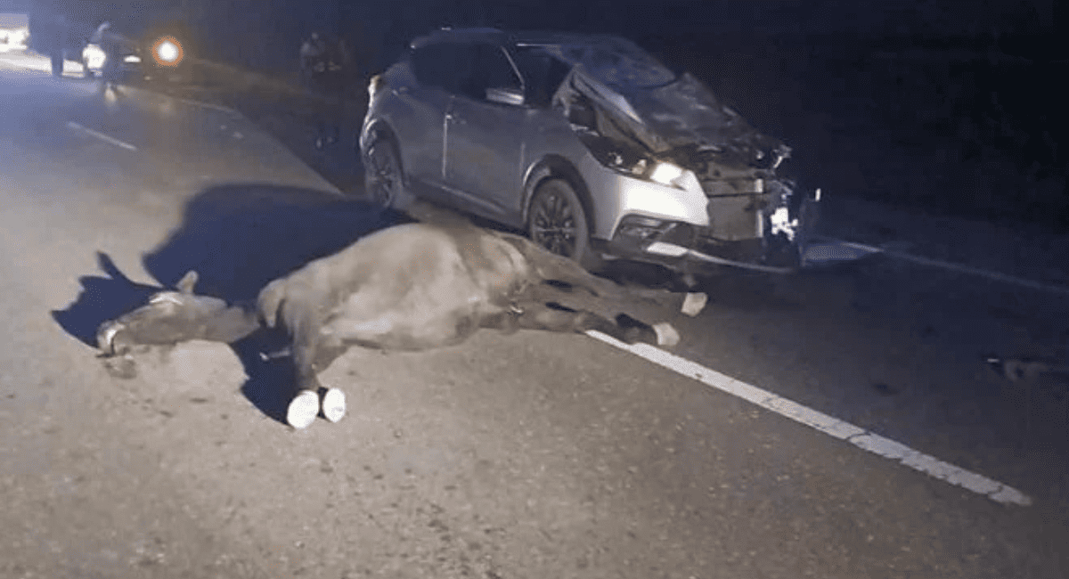 Ruta 40: un caballo suelto provocó un fuerte choque; el conductor salió ileso. Ruta 40: un caballo suelto provocó un fuerte choque; el conductor salió ileso.