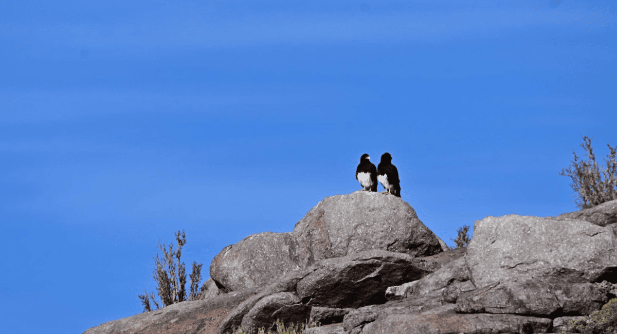 Global Big Day en San Juan: el Parque Nacional San Guillermo fue sede del evento mundial de aves