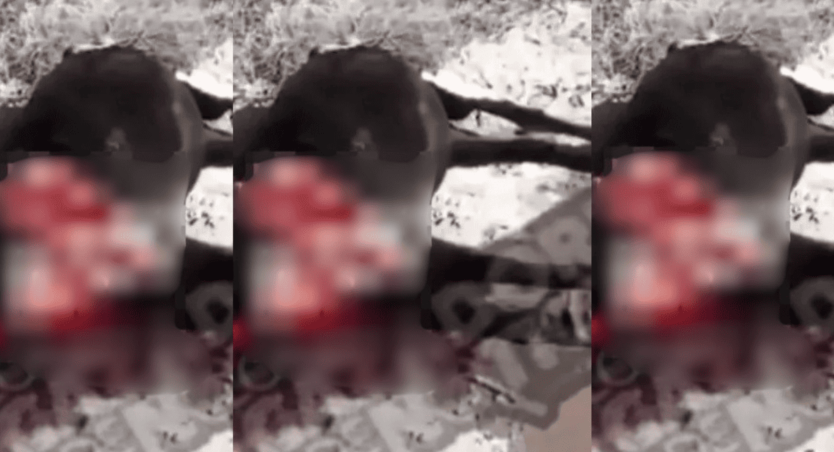 Brutal ataque en San Martín: matan y faenan dos caballos Brutal ataque en San Martín: matan y faenan dos caballos