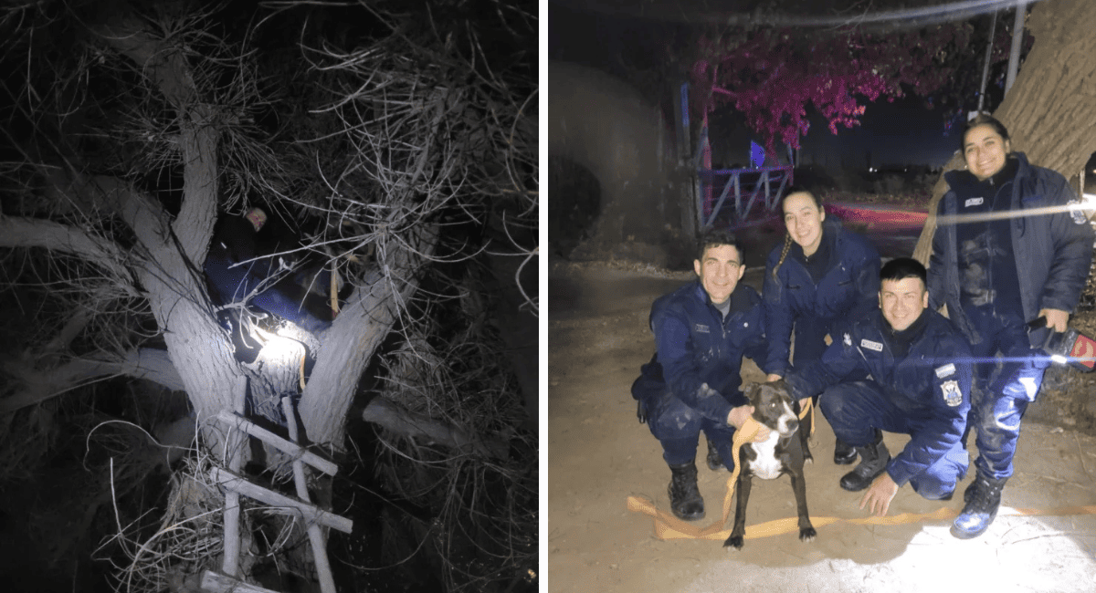 Terror en Las Chacritas: aseguran que un "pájaro negro" se llevó volando a un perro. Terror en Las Chacritas: aseguran que un "pájaro negro" se llevó volando a un perro.