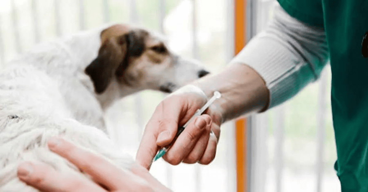 ¡Atención mascotas! Vacunación y desparasitación gratuita.Conocé días, horarios y lugares ¡Atención mascotas! Vacunación y desparasitación gratuita.Conocé días, horarios y lugares