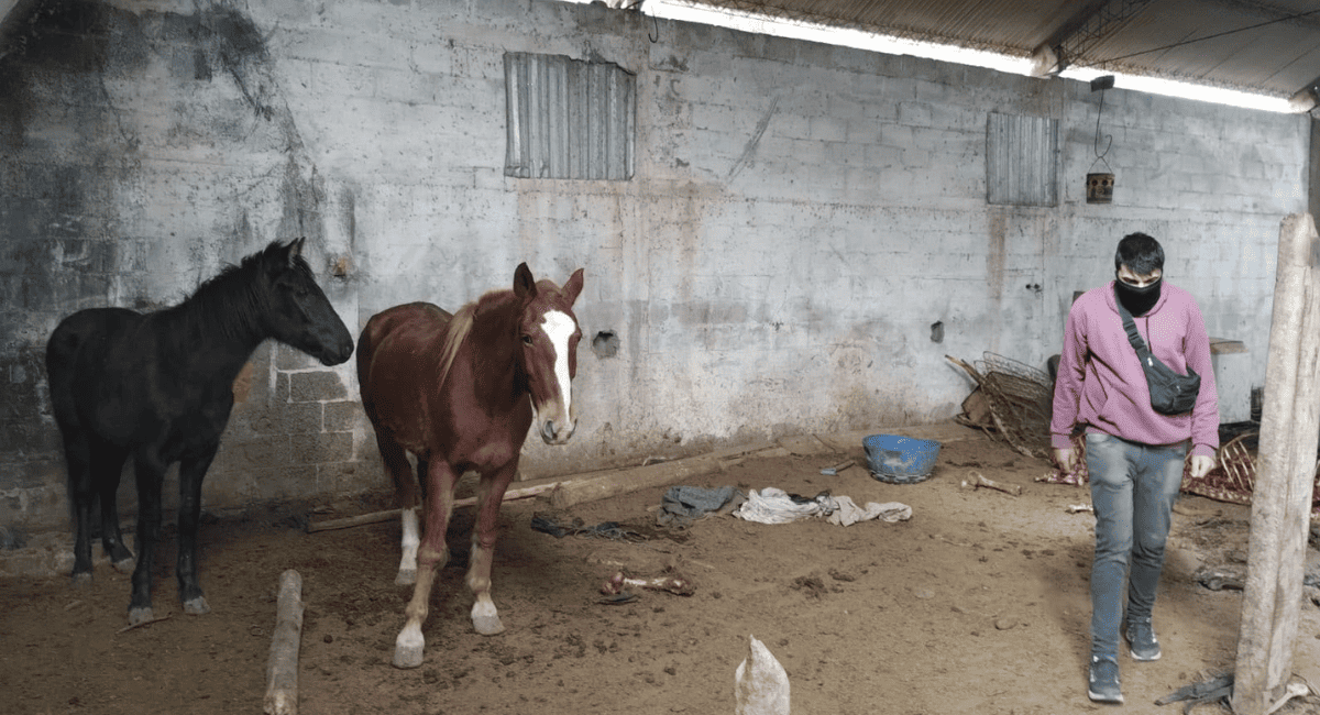 Pocito: allanaron un domicilio, rescataron aves autóctonas y secuestraron un arma y elementos de faena clandestina
