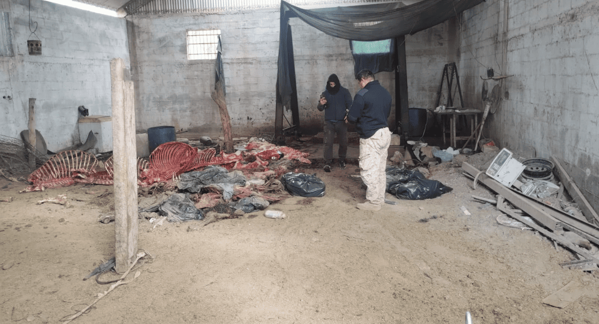 Pocito: allanaron un domicilio, rescataron aves autóctonas y secuestraron un arma y elementos de faena clandestina