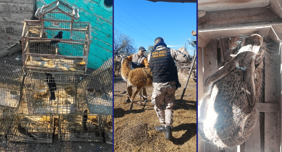 ¡Golpe al cautiverio ilegal! Rescataron una guanaca y aves silvestres en Caucete